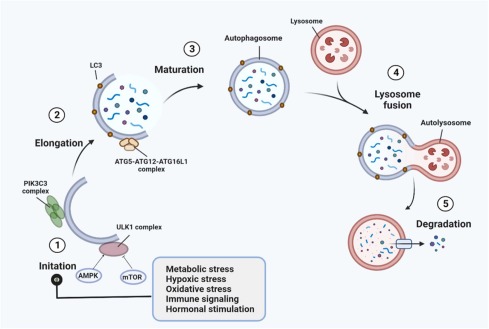 Reproductive Immunology