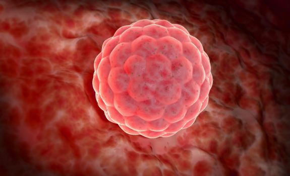 Frozen Embryo Transfer (FET)