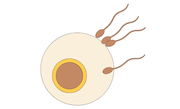 Male Fertility
