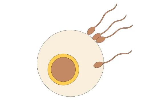Surat's Best Male Infertility Treatment